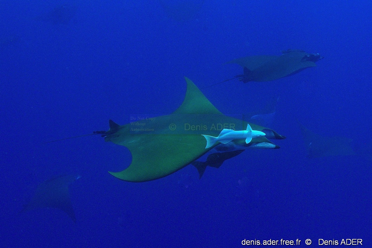 Remora albescens Mobula tarapacana diab-Mobula tarapacana diable de mer Acores St Maria Ambrosio-3m-20170822-DA-DSC_0109_tn_tn.jpg